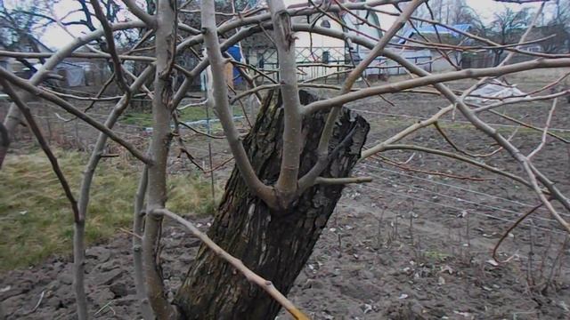 Как посадить черемшу из леса на даче? Обзор дачи в начале марта. смотреть онлайн