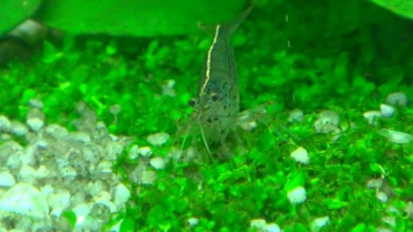 Креветка пресноводная Амано (Caridina japonica)