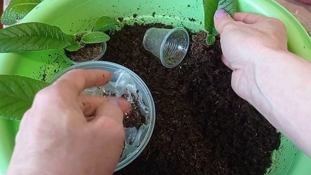 Стрептокарпусы : выращивание, размножение и уход. смотреть онлайн