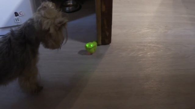 ВЛОГ «ЗДРАВСТВУЙ ДАЧА !» / КУПИЛИ ЖЕНЕ , ИГРАЕМ САМИ :))) 10.11.2017 смотреть онлайн