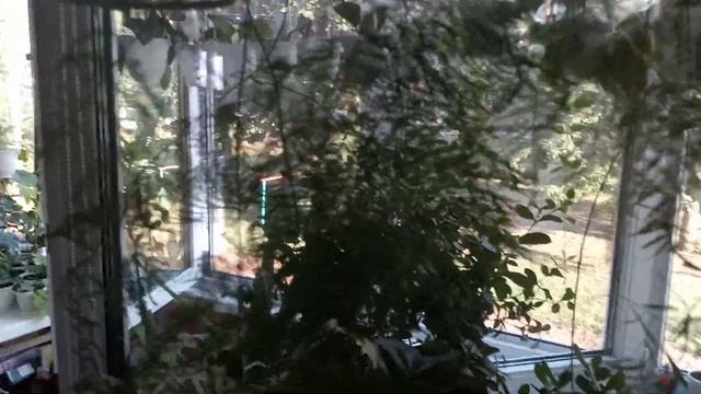 Комнатные Растения В Зале В Августе смотреть онлайн