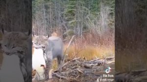 Рысь добыла! #уральскаятайга #урал #пермскийкрай #рысь