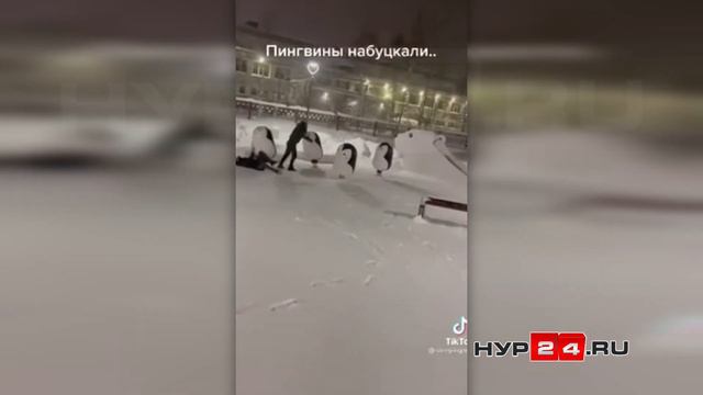 В Муравленко хулиганы побили пингвинов в сквере и выложили видео в соцсеть смотреть онлайн