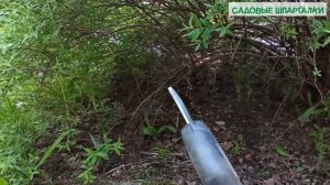 Спирея серая Грефшейм: обрезка после цветения и омолаживание куста