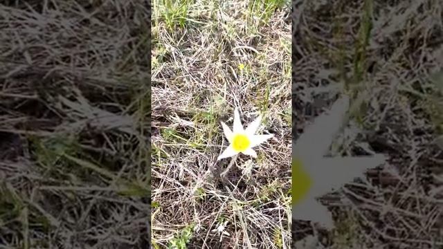 Подснежники Казахстана. смотреть онлайн