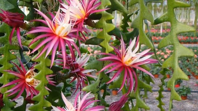 Селеницереус крупноцветковый — уход дома смотреть онлайн