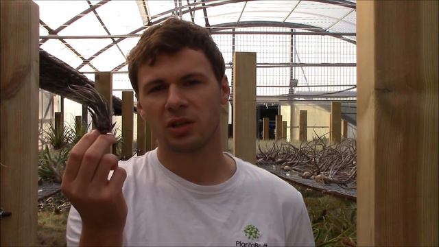 Tillandsia Pruinosa (Planta Brutt Video 27) English