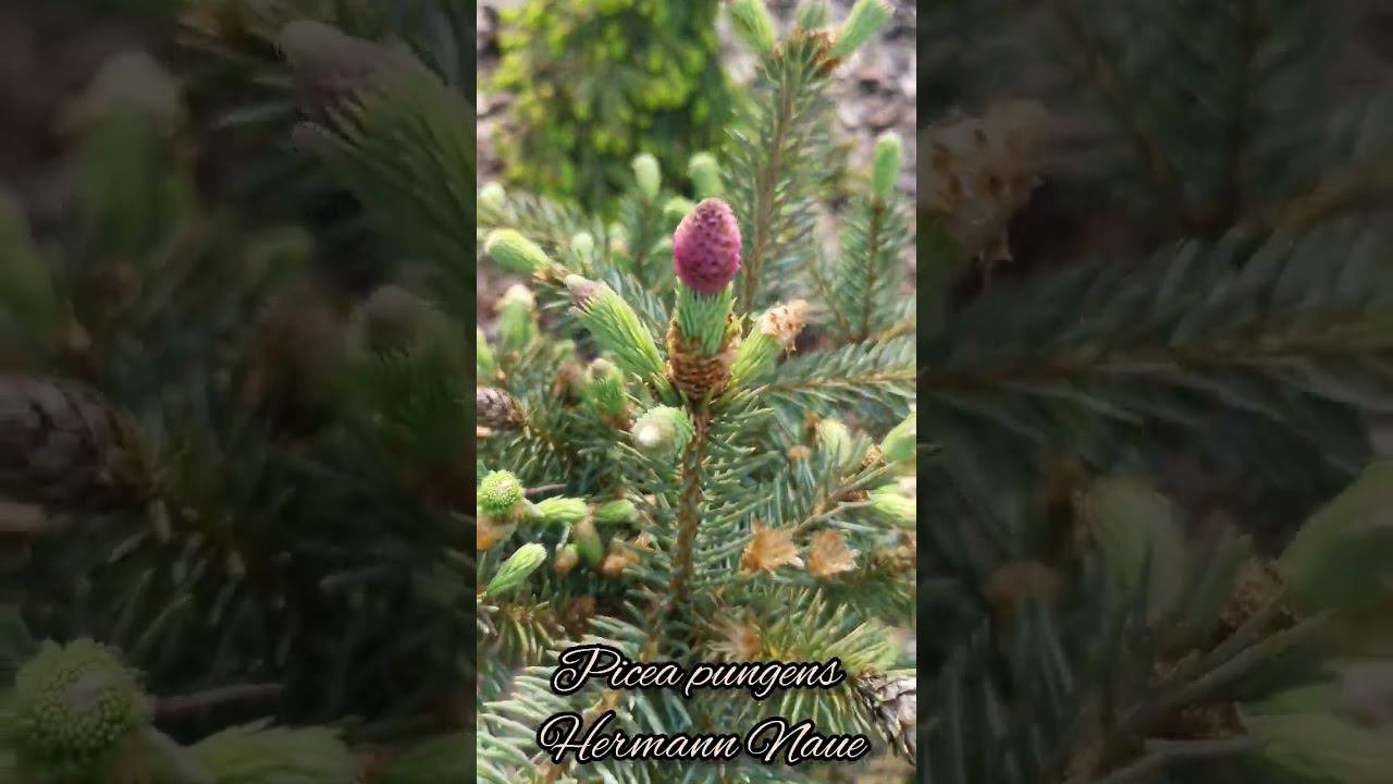 Редкие хвойныеPicea pungens Hermann NaueЕль колючая Герман Нау #сад #PiceapungensHermannNaue смотреть онлайн