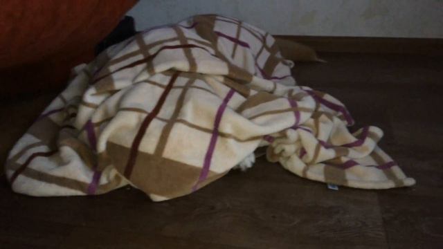Akita inu and plaid | Щенок акита-ину запутался в одеяле смотреть онлайн