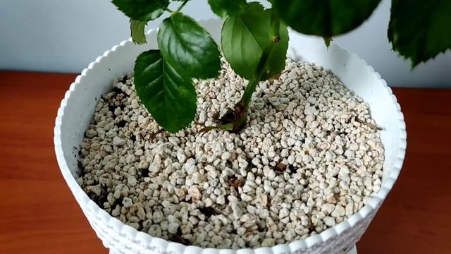 Комнатная роза. От покупки до домашнего цветения. Пересадка, уход #комнатнаяроза #роза #минироза смотреть онлайн