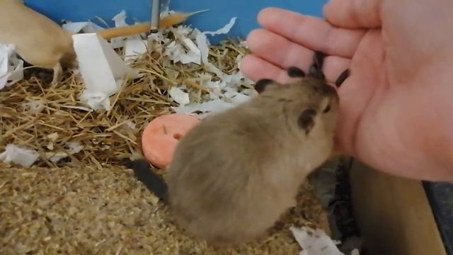 Песчанки Видео 40 Ручные мыши смотреть онлайн