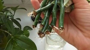 #ПЕДИЛАНТУС ПОСЛЕ ОБРЕЗКИ. УКОРЕНЕНИЕ ЧЕРЕНКОВ #ПЕДИЛАНТУСА. Спустя месяц.