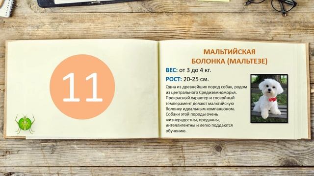 ТОП-20 Самых маленьких пород собак смотреть онлайн