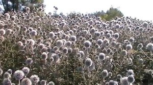 Медоносы - мордовник шароголовый