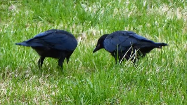 Funny: Crows learn to eat worm / Kraaien leren Worm eten (Corvus Corone) смотреть онлайн