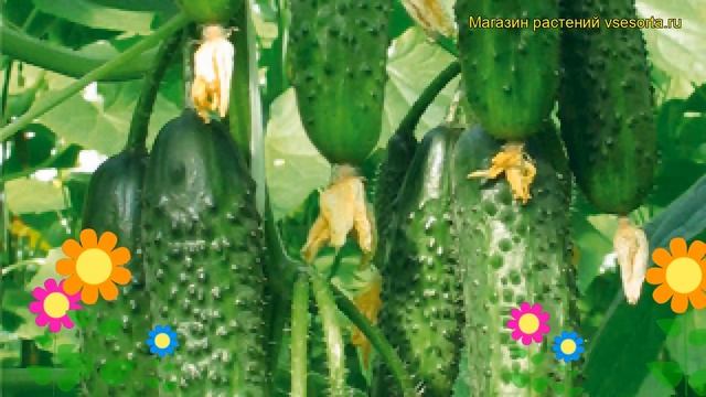 Огурец партенокарпический Хит сезона. Краткий обзор, описание характеристик Cucumis Sativus