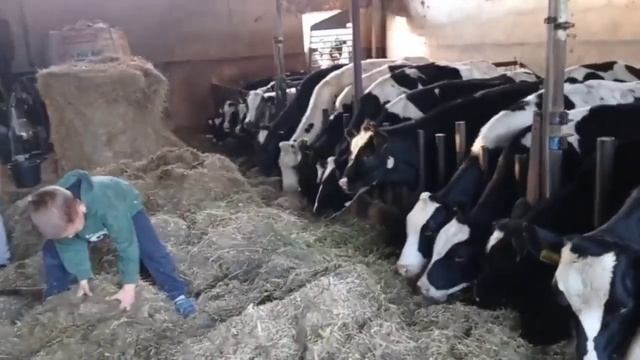 Телята голштинской породы. смотреть онлайн