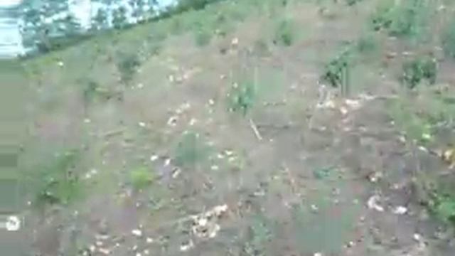 17.06.2017г обрезка штамба смотреть онлайн