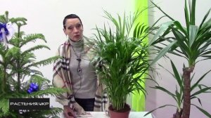 Пальма комнатная / Как ухаживать за пальмой Ховея?