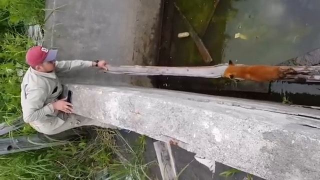 Спасение лисенка летчиками смотреть онлайн