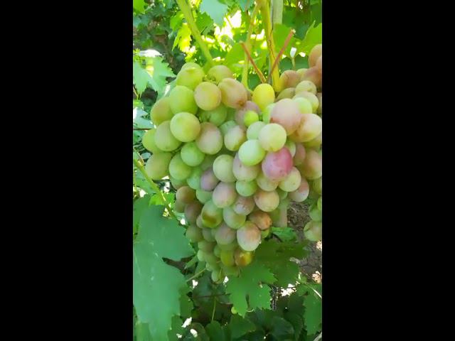 Виноградные новинки 2018 .Виноградник Олейника Сергея Васильевича.