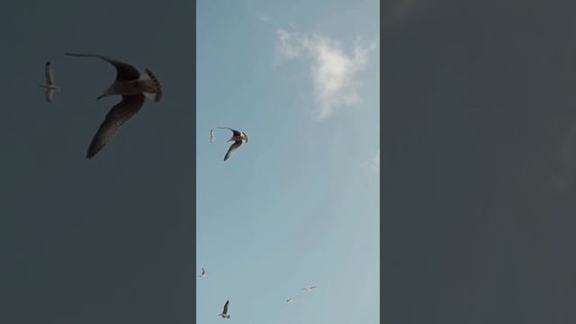 Ютюб закроют? Не будем прощаться! смотреть онлайн