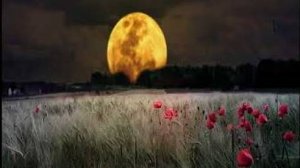 Ночные звуки леса