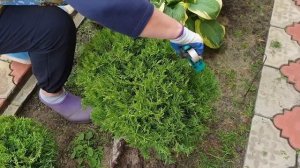 Стрижка хвойных растений: туй и можжевельников.