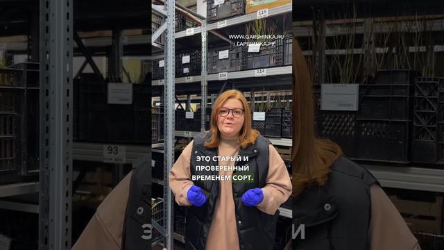 3 САМЫХ КРУПНЫХ СОРТА КЛУБНИКИ 💃🏽🍓 смотреть онлайн