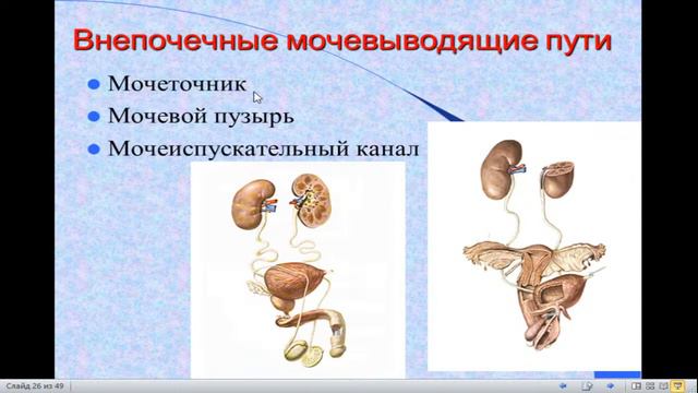 8:00-9:30 Анатомия мочевыделительной системы смотреть онлайн