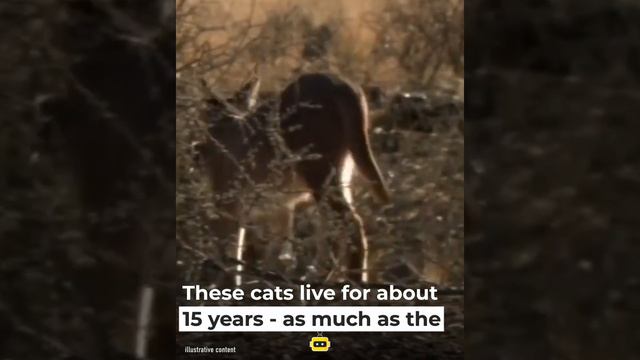 Caracal is not a cat, but a wild bird hunter! смотреть онлайн