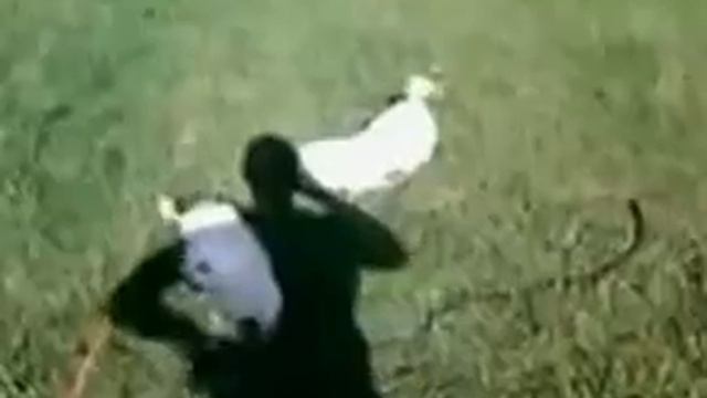 мальтийские болонки (мальтезе) "КУРАЖ ХАН" г. Кривой Рог смотреть онлайн