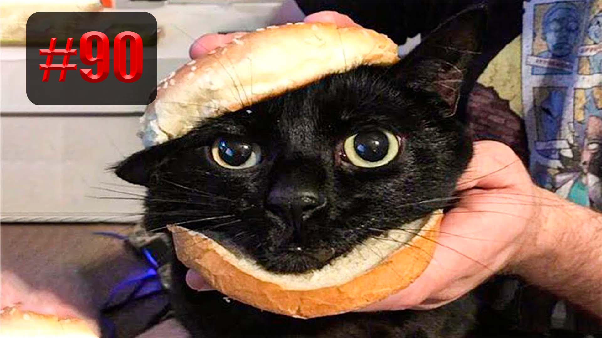 ?? | UNUSUAL MEMES приколы лучшие до слез ?? 2022 Funny cute cats compilation #90 смотреть онлайн