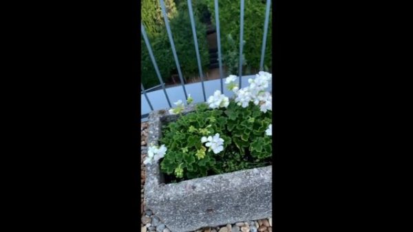 Horseshoe Geranium (Pelargonium zonale) - Lockdown Plant Life from PBS International