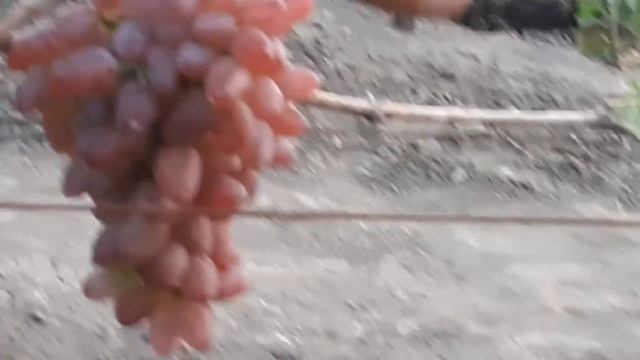 КАПРИЗ Гусева С.Э. Очень красивая форма. смотреть онлайн