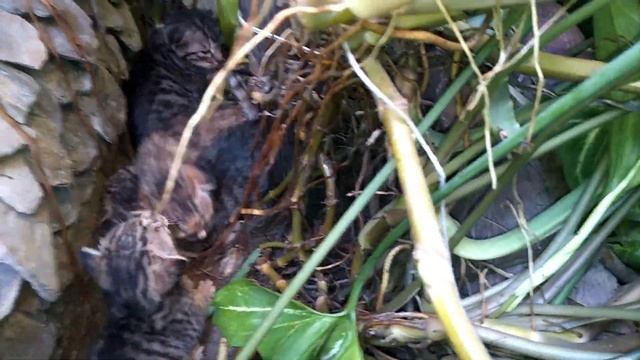 Gharelu Totka: How to use of Black Cat Naal/Jer/Jhall for Wealth & Black Magic Pooja | बिल्ली की जे смотреть онлайн