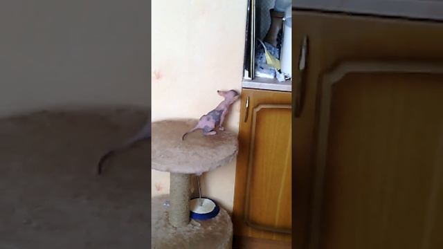 Попугай хочет поиграть с котенком. смотреть онлайн