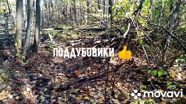 #сборгрибоввосеннемлесу#с хорошей компанией , подосиновики, поддубовики, маслята, опята, рыжики. смотреть онлайн