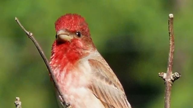 Звуки Природы. Пение птиц - Чечевица - Голоса птиц. смотреть онлайн