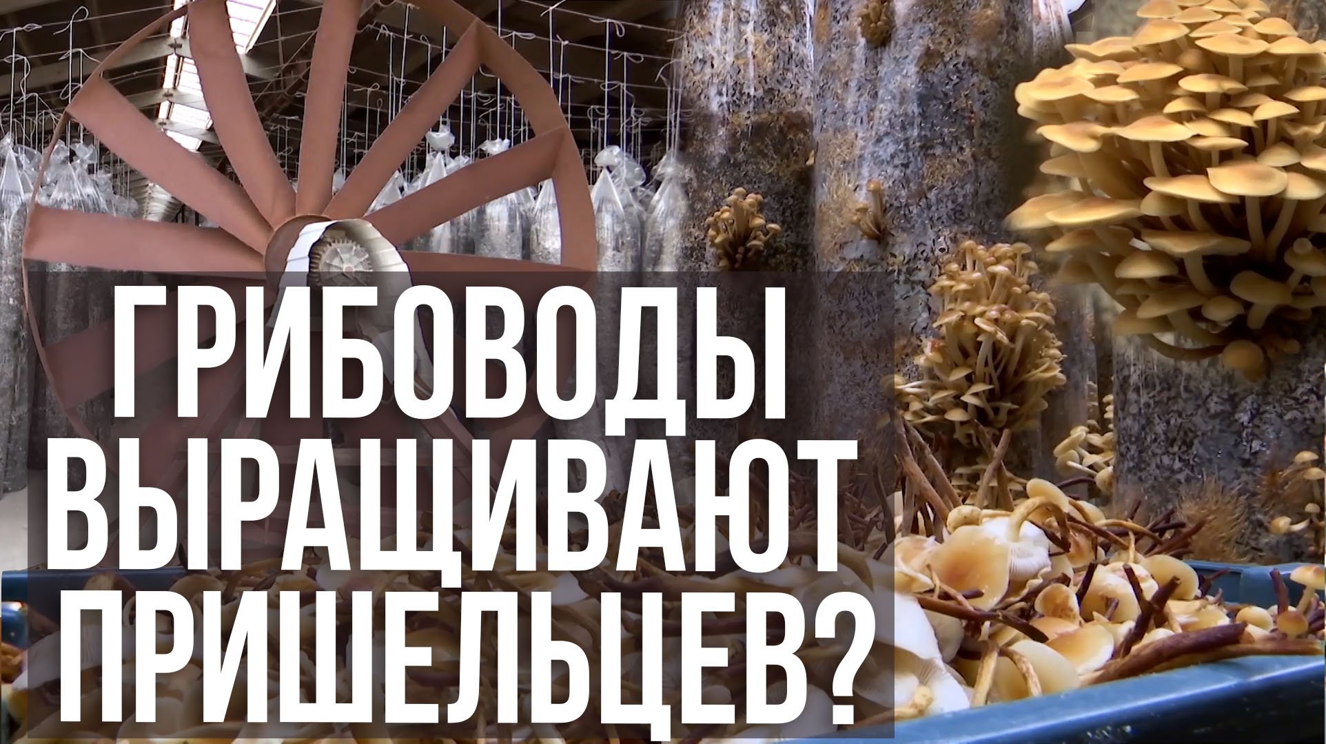 Агронорм: Грибная везуха и вкусная медовуха