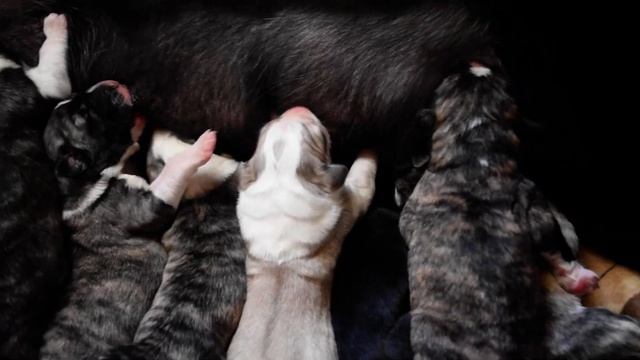 ЩЕНКИ АЛАБАЯ В ПИТОМНИКЕ ТААЖЫДАР. смотреть онлайн