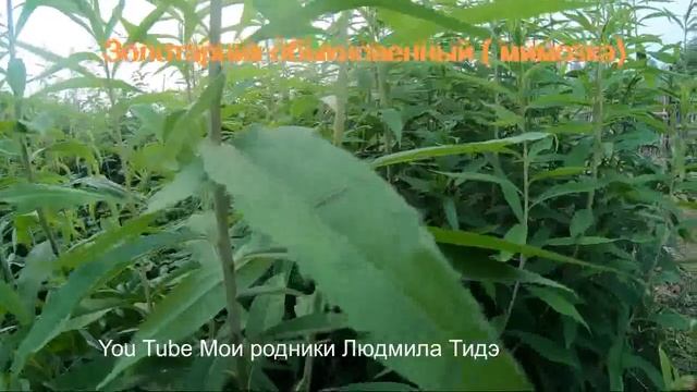 Как не спутать Иван - чай с сорняками смотреть онлайн