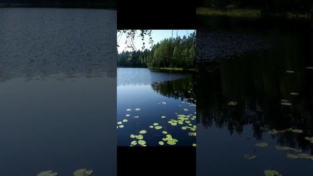 Лесное озеро и курлыканье журавлей ? смотреть онлайн