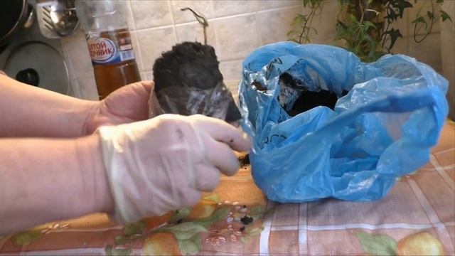 Как сохранить саженцы цветов до посадки в грунт в саду? Садовые цветы многолетние ромашки и их виды смотреть онлайн