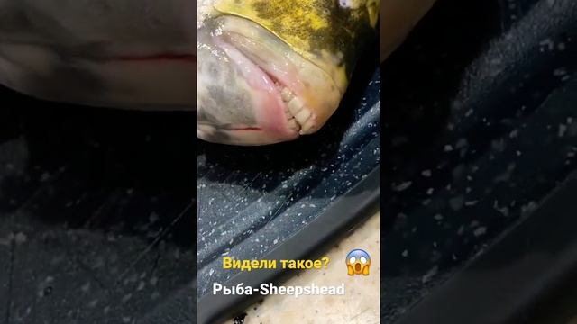 У рыбы человеческие зубы? смотреть онлайн