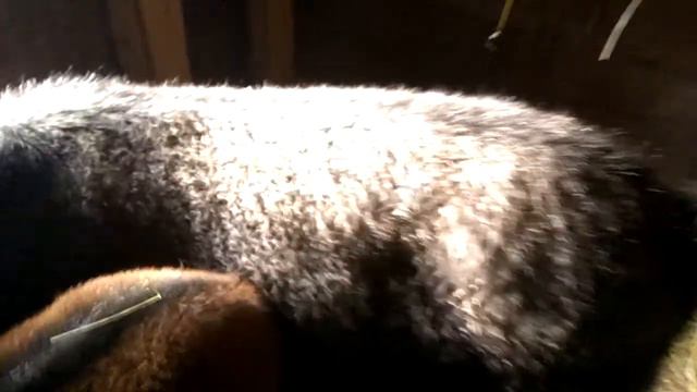 Определили козюлин на зиму смотреть онлайн