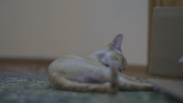 Автофокус-Тест-"Кот 1"-видеокамера Canon EOS C100 смотреть онлайн