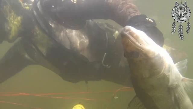 Подводный мир малых и больших рек Оренбургской области часть 2 Река Урал смотреть онлайн