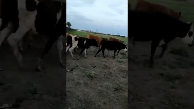 Бычки Симменталы и Чёрная Пестрая порода. 100 голов на продажу. смотреть онлайн