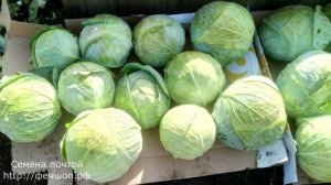 Хранение капусты зимой